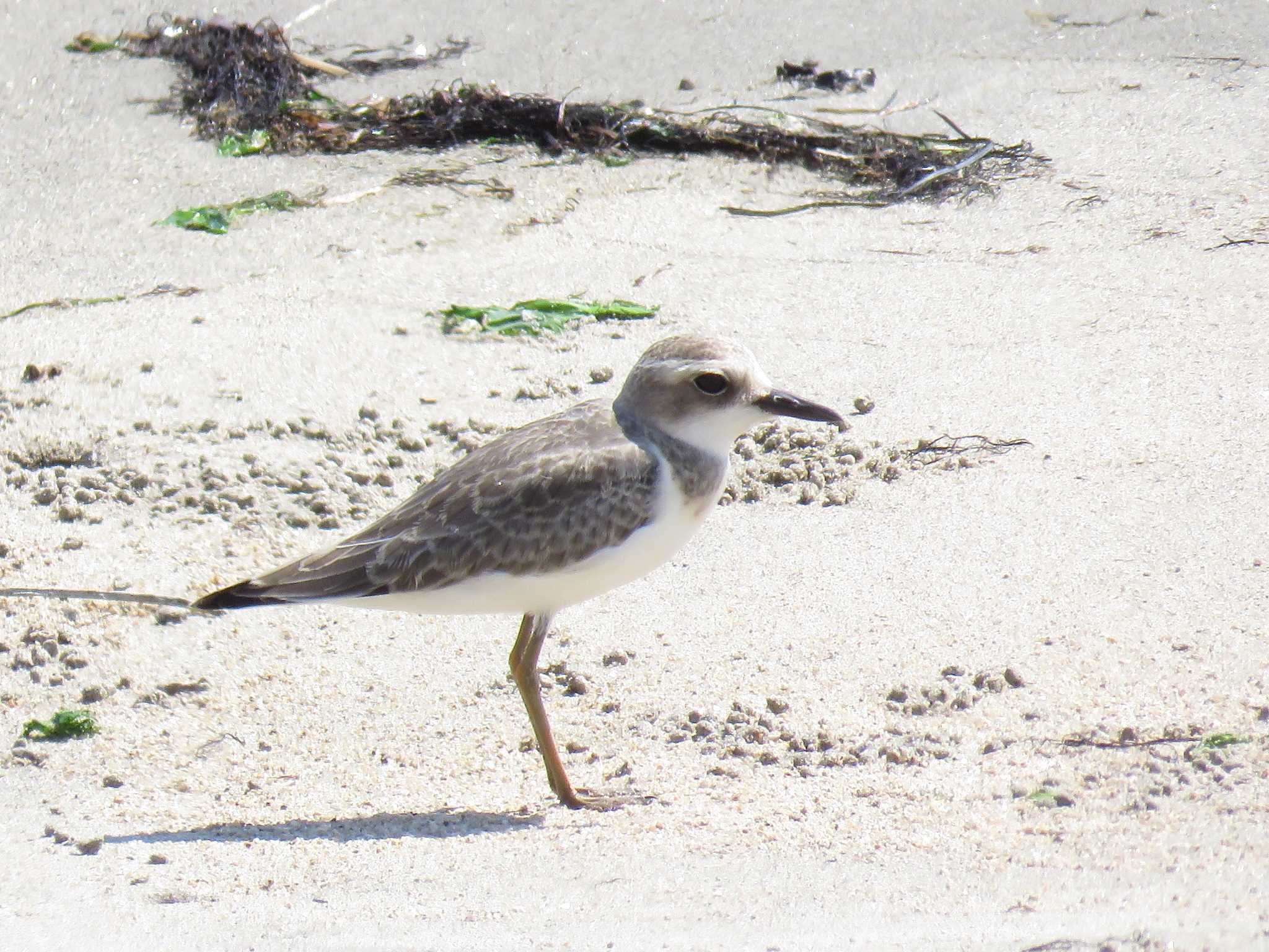 Photo of Greater Sand Plover at 愛知県 by くーちゃる