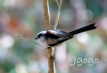 エナガ 秋ヶ瀬公園 2022年2月12日(土)