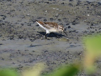 Broad-billed Sandpiper 愛知県 Unknown Date