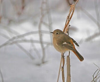 Daurian Redstart 松本市アルプス公園 Sat, 2/12/2022