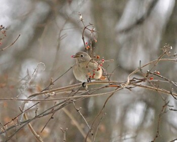 Daurian Redstart 松本市アルプス公園 Sat, 2/12/2022