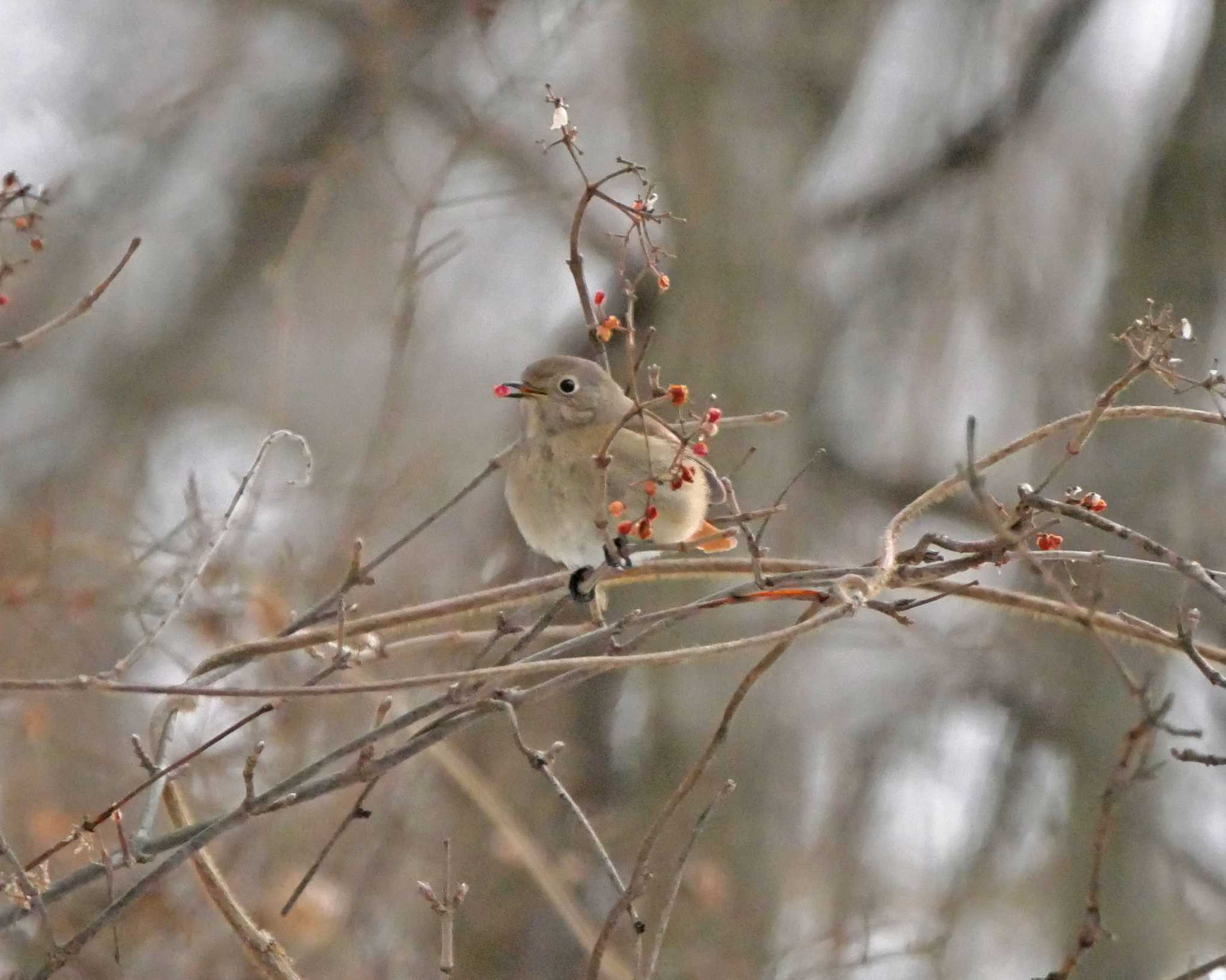 Daurian Redstart