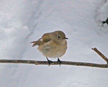 Daurian Redstart 松本市アルプス公園 Sat, 2/12/2022