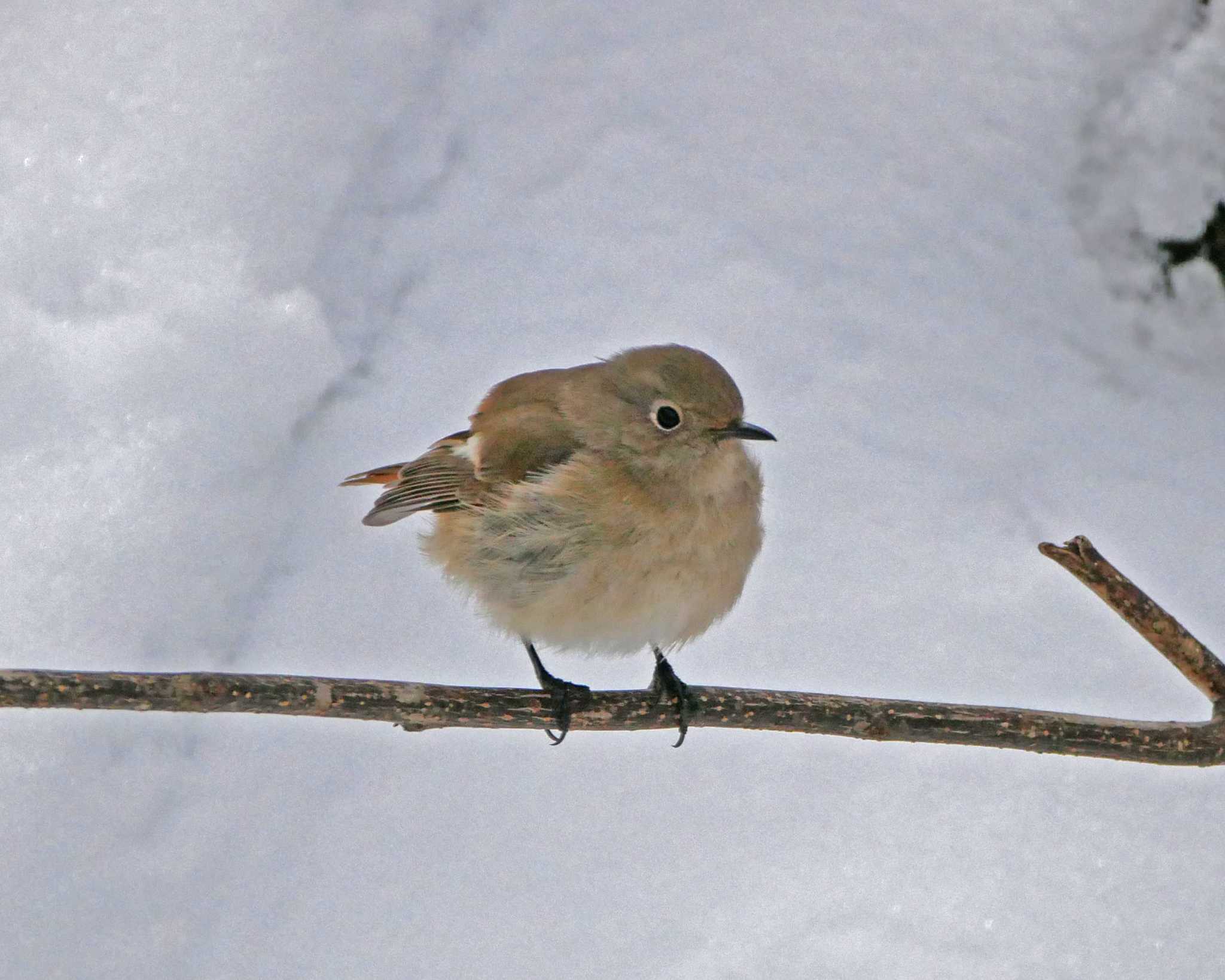 Daurian Redstart