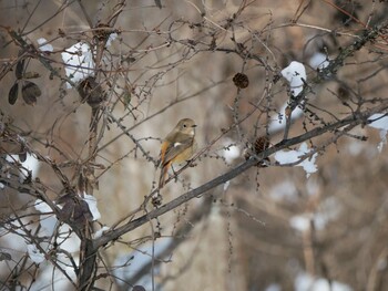 Daurian Redstart 松本市アルプス公園 Sat, 2/12/2022