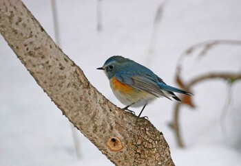 Red-flanked Bluetail 松本市アルプス公園 Sat, 2/12/2022