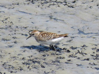 Long-toed Stint 愛知県 Unknown Date