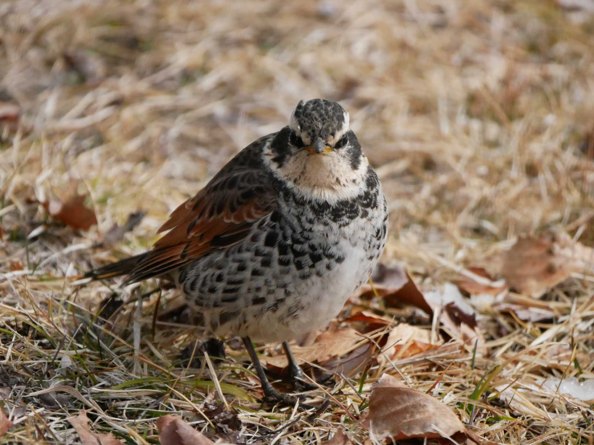 Photo of Dusky Thrush at 松本市アルプス公園 by 益子オオマシコ