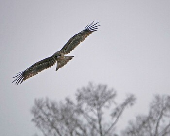 Black Kite 松本市アルプス公園 Sat, 2/12/2022