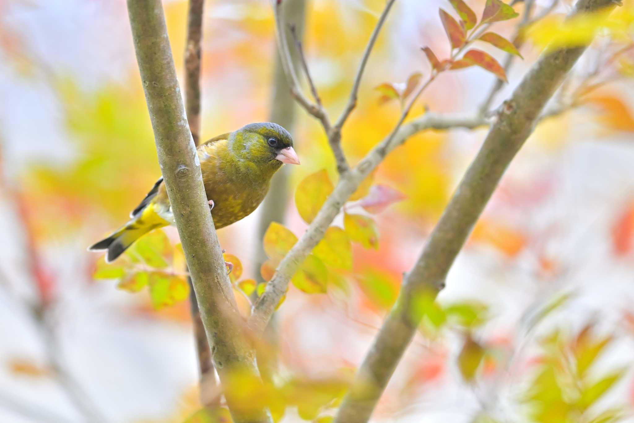 印旛沼 カワラヒワの写真 by birds@hide3