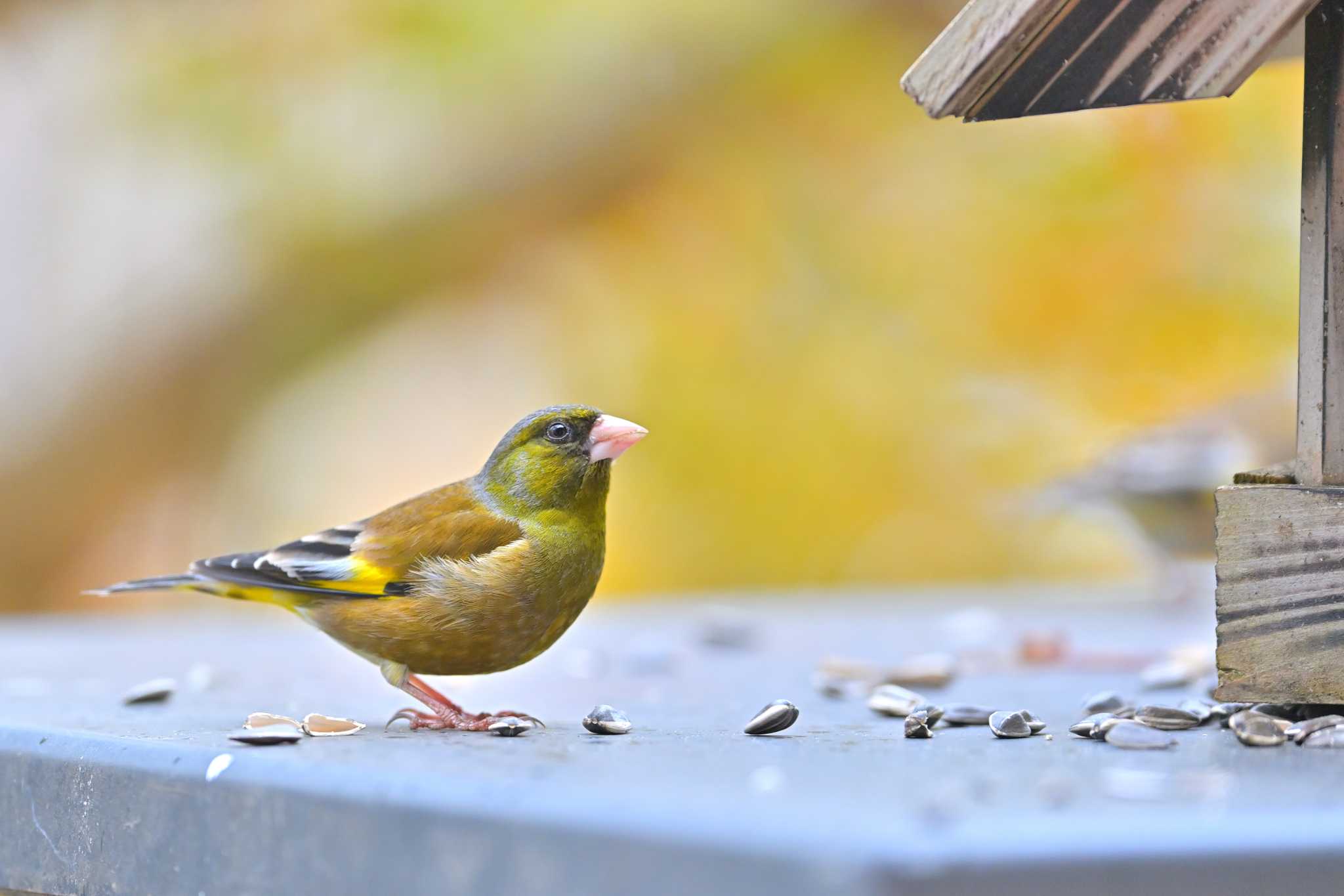 印旛沼 カワラヒワの写真 by birds@hide3