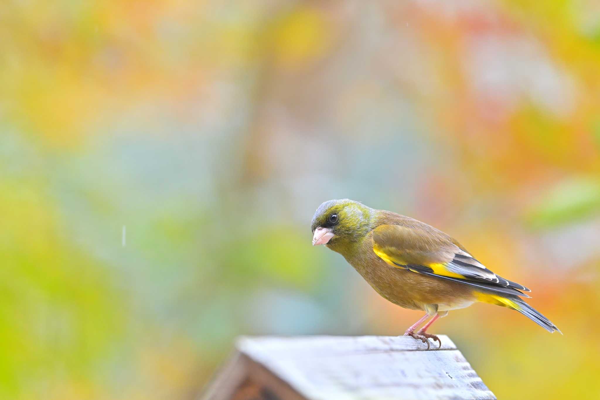 印旛沼 カワラヒワの写真 by birds@hide3