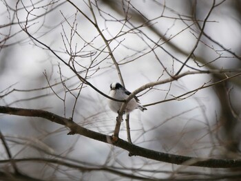 Long-tailed Tit 松本市アルプス公園 Sat, 2/12/2022