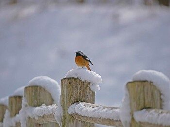 Daurian Redstart 松本市アルプス公園 Sat, 2/12/2022