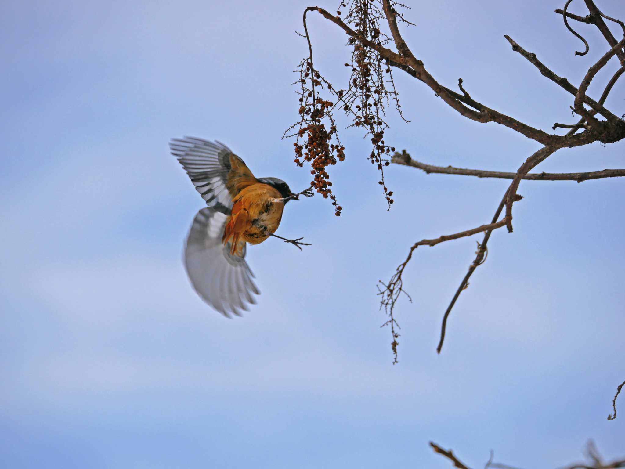 Photo of Daurian Redstart at 松本市アルプス公園 by 益子オオマシコ