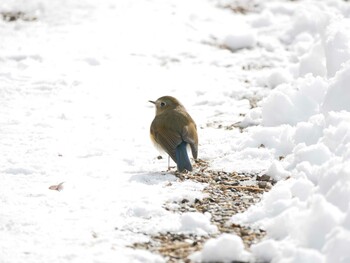 Red-flanked Bluetail 松本市アルプス公園 Sat, 2/12/2022