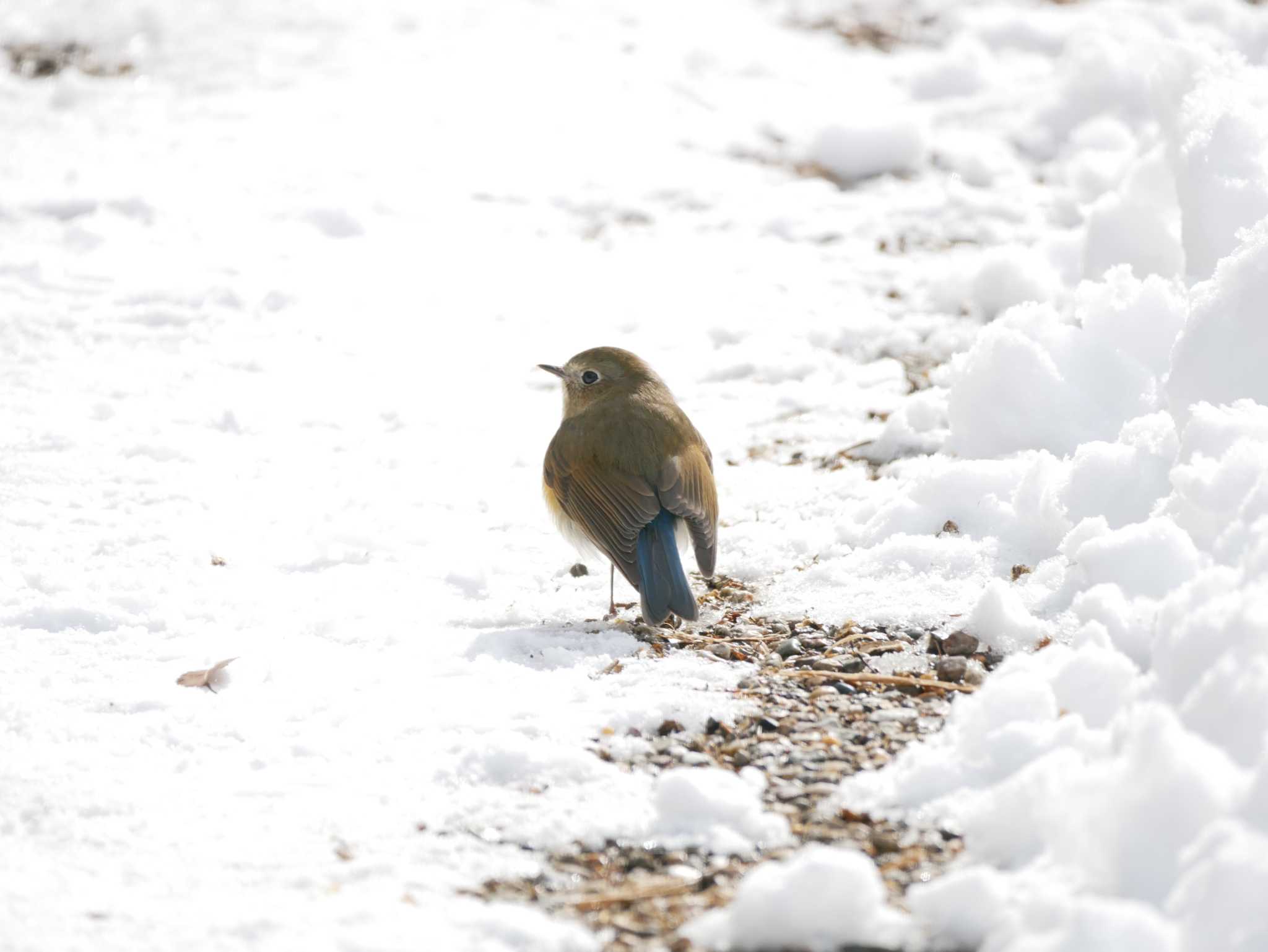 Red-flanked Bluetail