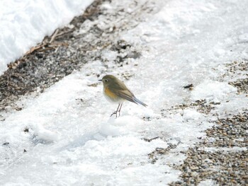 Red-flanked Bluetail 松本市アルプス公園 Sat, 2/12/2022