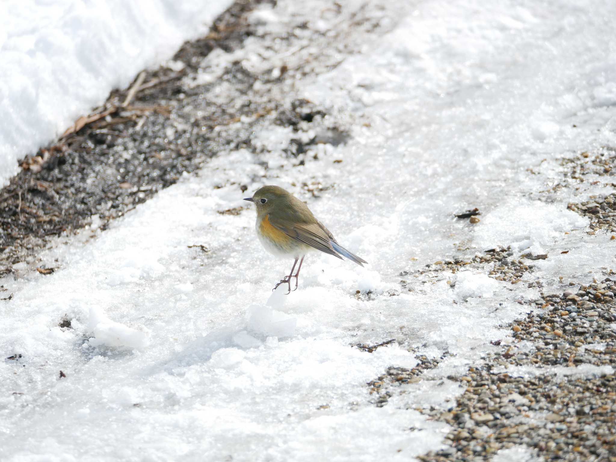 Photo of Red-flanked Bluetail at 松本市アルプス公園 by 益子オオマシコ