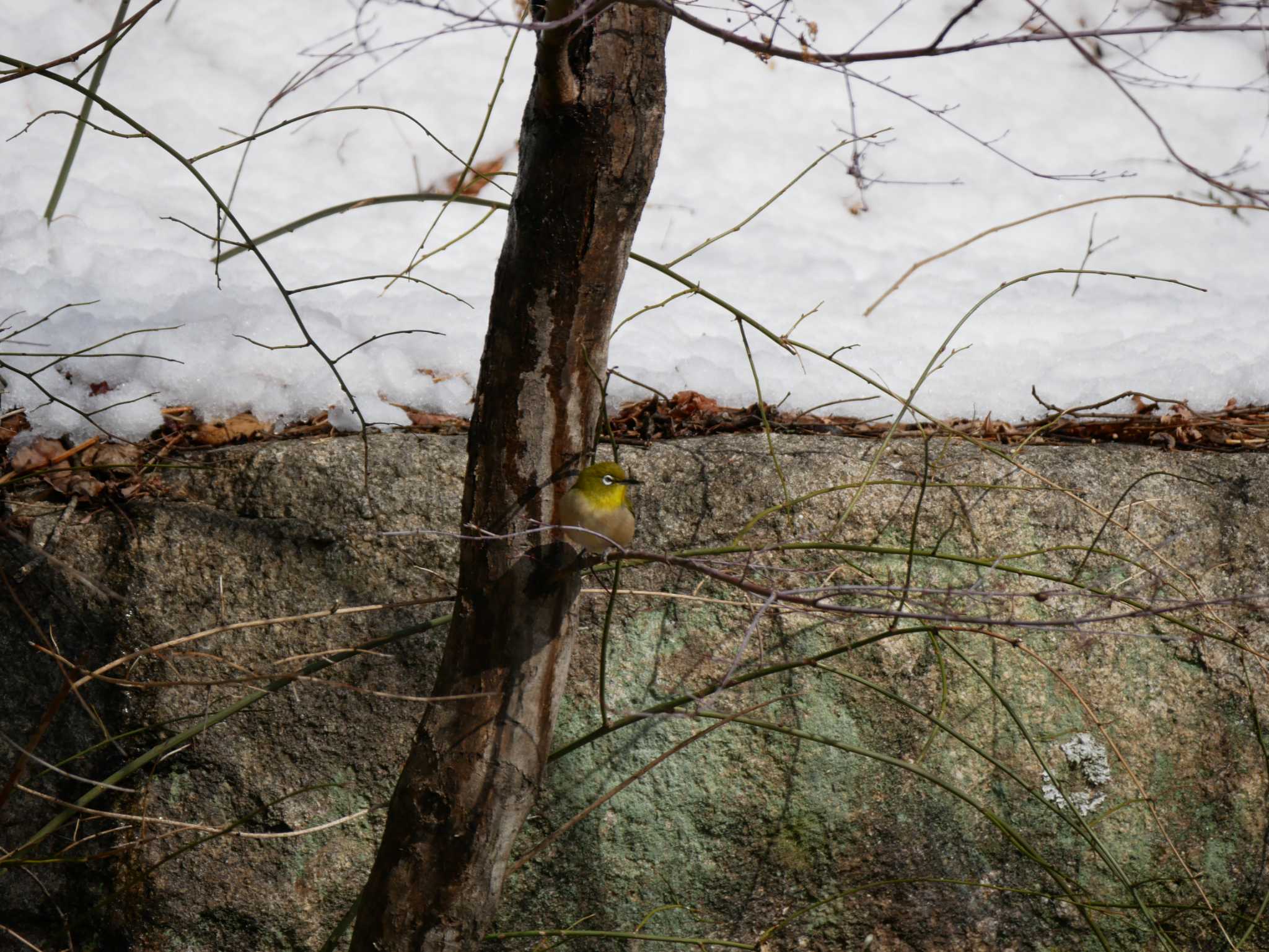 Warbling White-eye