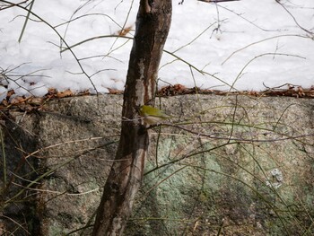 Warbling White-eye 松本市アルプス公園 Sat, 2/12/2022