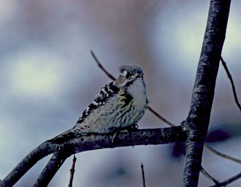 Japanese Pygmy Woodpecker 松本市アルプス公園 Fri, 2/11/2022