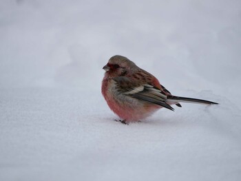 Siberian Long-tailed Rosefinch 岡谷林道 Sun, 2/13/2022