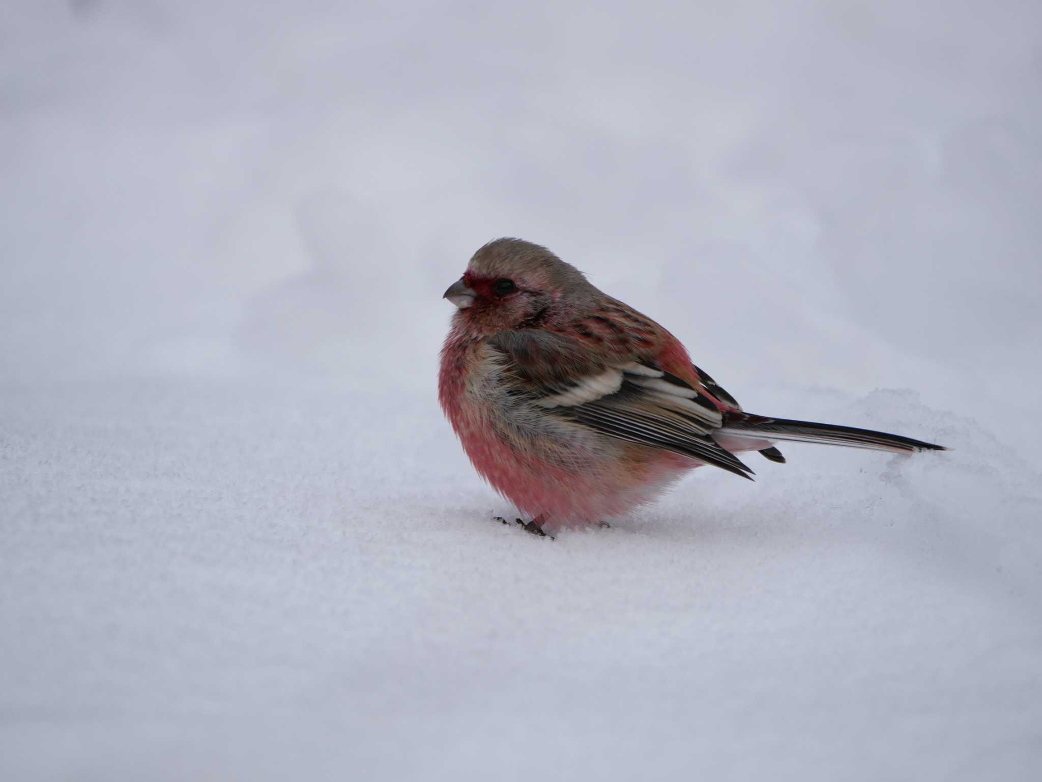 Siberian Long-tailed Rosefinch