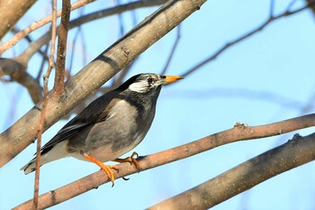 White-cheeked Starling 近所の公園 Fri, 2/11/2022