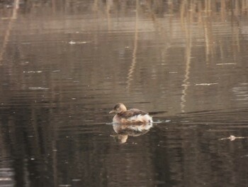 Little Grebe 奥林匹克森林公園(北京) Sat, 2/12/2022