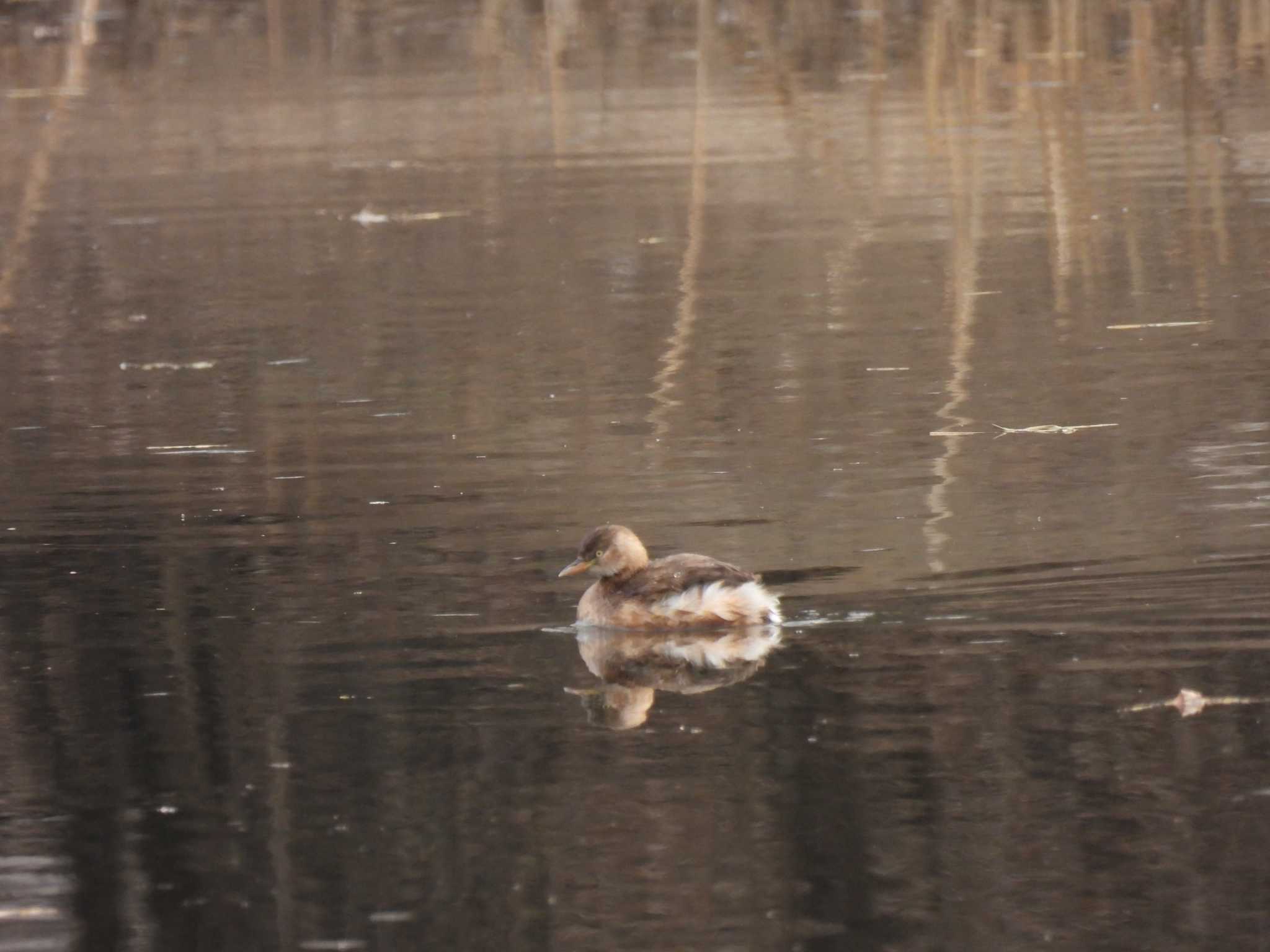 Little Grebe