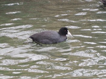 Eurasian Coot Unknown Spots Sun, 2/13/2022