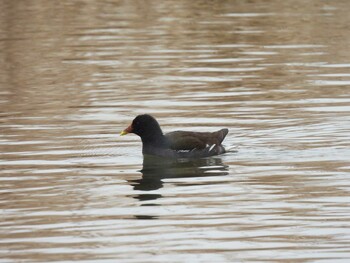 Common Moorhen 奥林匹克森林公園(北京) Sat, 2/12/2022