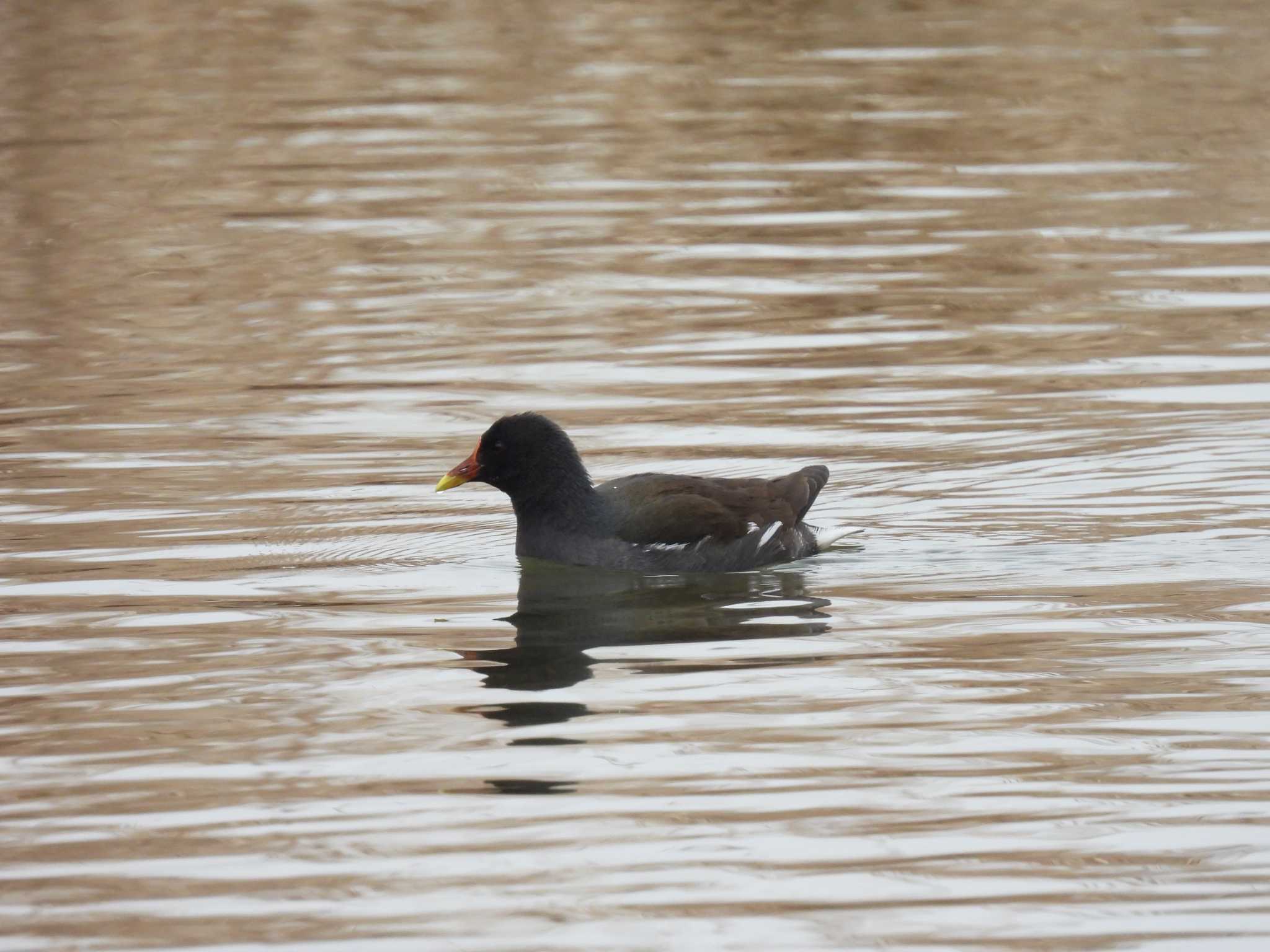 Common Moorhen