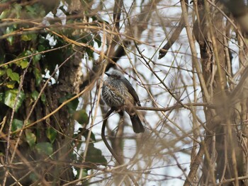 Unknown Species 普正寺の森(ササゴイの池) Sat, 2/12/2022