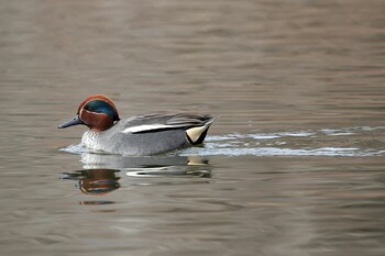 Eurasian Teal 井頭公園 Sun, 2/13/2022