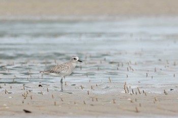 Grey Plover 三重県 Mon, 9/4/2017