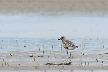 Grey Plover 三重県 Mon, 9/4/2017