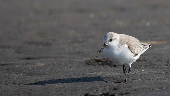 2022年2月12日(土) ふなばし三番瀬海浜公園の野鳥観察記録