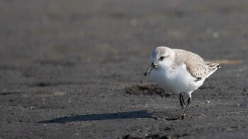 ミユビシギ ふなばし三番瀬海浜公園 2022年2月12日(土)