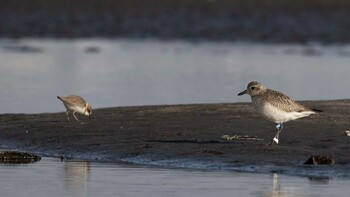 Grey Plover Sambanze Tideland Sat, 2/12/2022