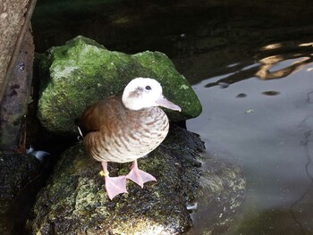 クビワコガモ 福井県福井市足羽山動物園 2022年2月11日(金)