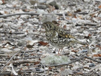 Sun, 2/13/2022 Birding report at Nara Park