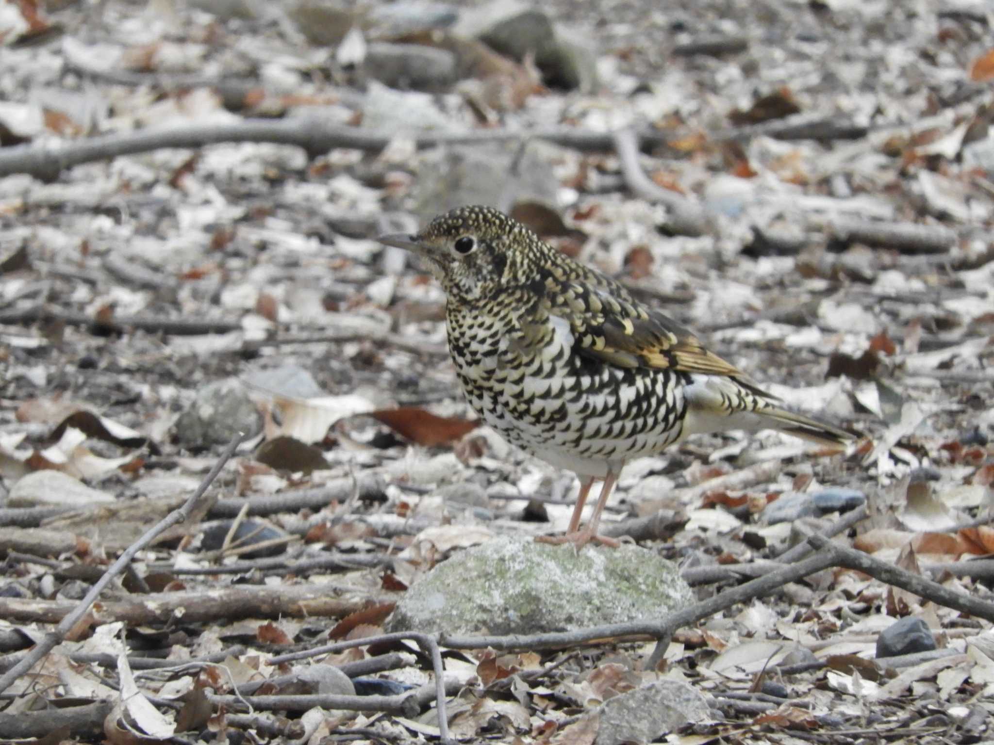 White's Thrush