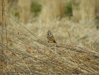 2022年2月13日(日) 愛知県愛西市立田町の野鳥観察記録