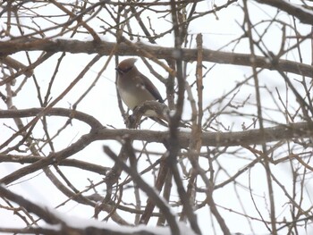 Japanese Waxwing 香河園公園(北京) Sun, 2/13/2022