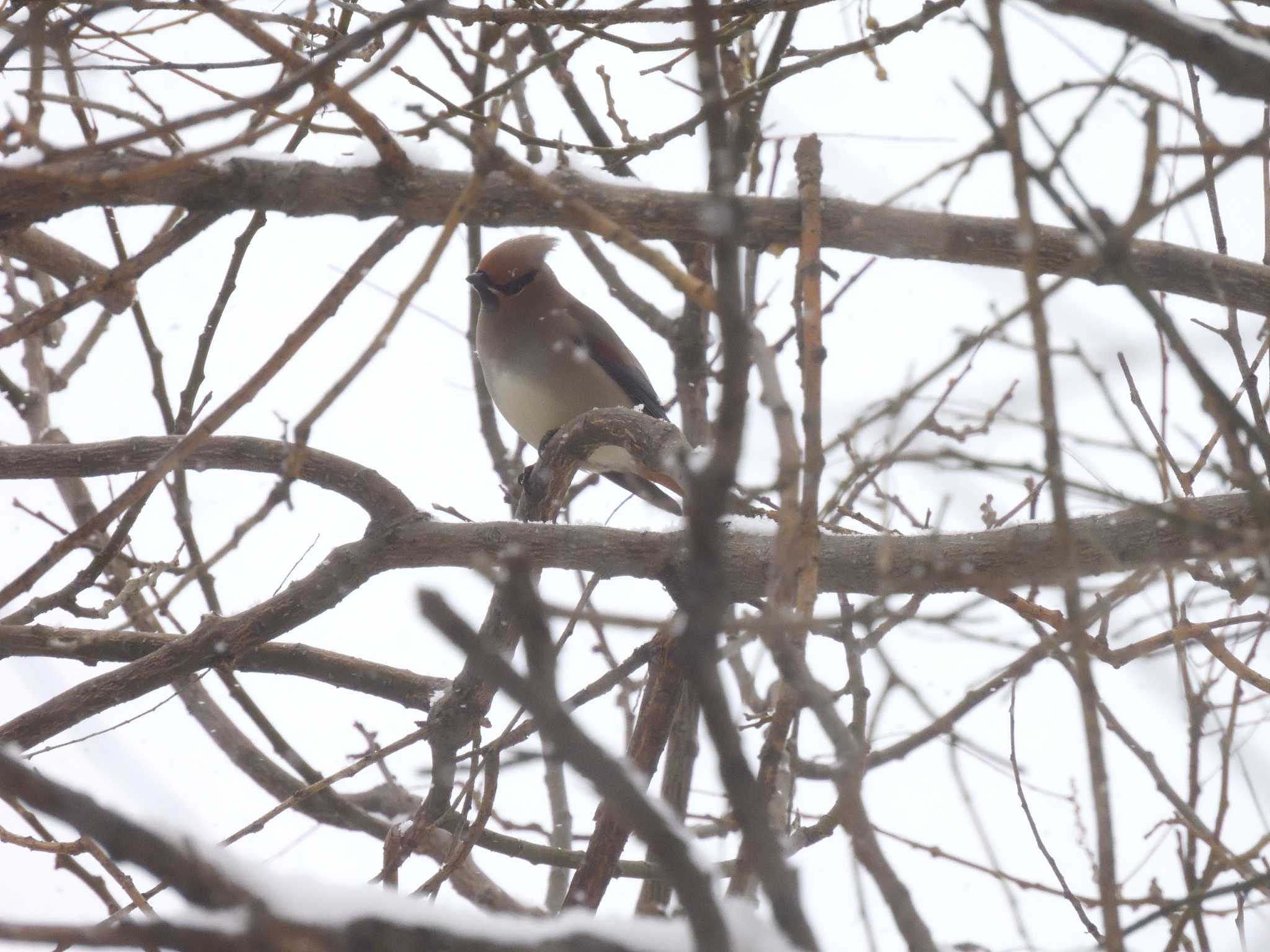 Japanese Waxwing