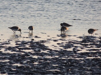 2022年2月11日(金) 葛西臨海公園の野鳥観察記録