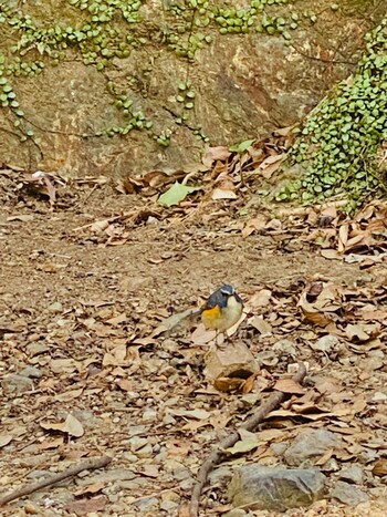 Red-flanked Bluetail 芦屋高座の滝〜ロックガーデン Sat, 2/12/2022