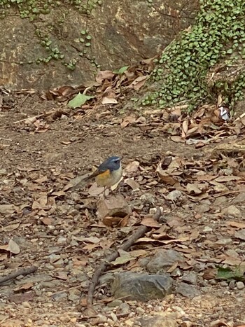 Red-flanked Bluetail 芦屋高座の滝〜ロックガーデン Sat, 2/12/2022